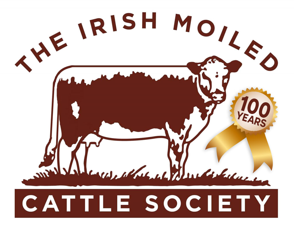 Irish-Moiled-Cattle-100